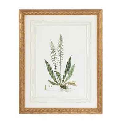 Chelsea House Curtis Ferns Iii - Picture Frame Graphic Art In White;green