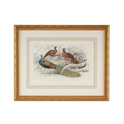 Chelsea House Peacock And Pheasants - Picture Frame Graphic Art On Paper In Blue;brown