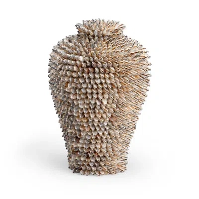 Chelsea House Strombus Brown 15" Shell Jar