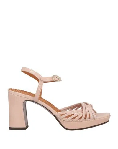 Chie Mihara Woman Sandals Blush Size 8 Leather In Pink