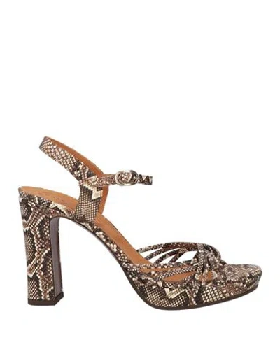 Chie Mihara Woman Sandals Light Brown Size 8 Leather In Animal Print