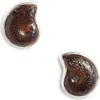 Child Of Wild Eternal Ammonite Stud Earrings In Silver