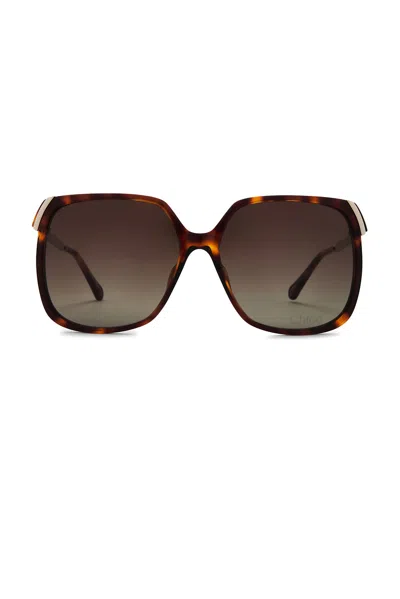 Chloé Aly Sunglasses In Havana  Gold  & Brown
