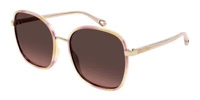 Chloé Ch0031s 013 Women's Sunglasses Tortoiseshell Size 56 In Brown