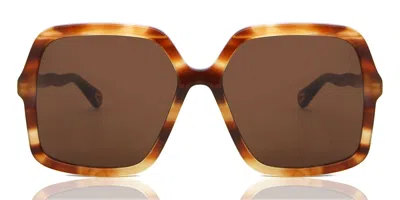 Chloé Ch0086s 005 Women's Sunglasses Tortoiseshell Size 58 In Brown