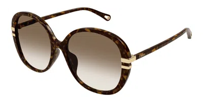 Chloé Ch0207sk Asian Fit 002 Women's Sunglasses Tortoiseshell Size 58 In Brown