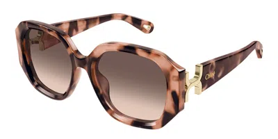 Chloé Ch0236s Asian Fit 005 Women's Sunglasses Tortoiseshell Size 56 In Brown