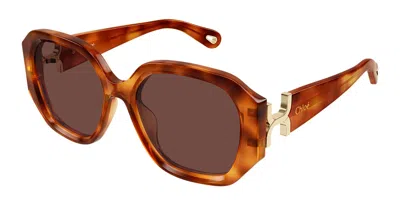 Chloé Ch0236s Asian Fit 006 Women's Sunglasses Tortoiseshell Size 56 In Brown