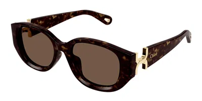 Chloé Ch0237sk Asian Fit 002 Women's Sunglasses Tortoiseshell Size 54 In Brown