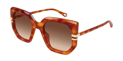Chloé Ch0240s 007 Occhiali Da Sole Tartarugatishell Per Donna In Brown
