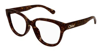 Chloé Ch0243o Women's Glasses, Tortoiseshell, Size 51 In Brown