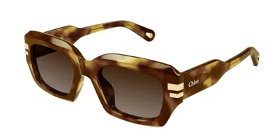 Chloé Ch0256s 002 Women's Sunglasses Tortoiseshell Size 53 In Brown