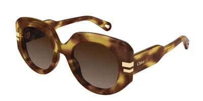Chloé Ch0257s 002 Women's Sunglasses Tortoiseshell Size 52 In Brown