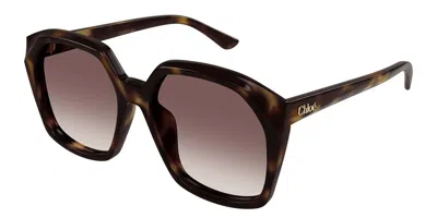 Chloé Ch0280s 006 Women's Sunglasses Tortoiseshell Size 57 In Brown