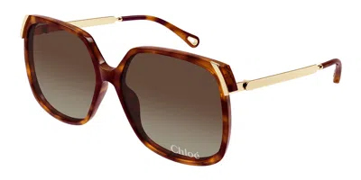 Chloé Ch0286s 002 Women's Sunglasses Tortoiseshell Size 60 In Multi