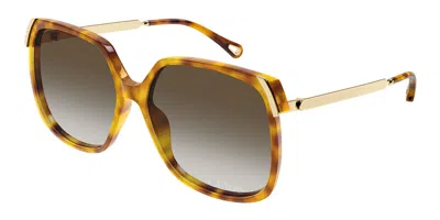 Chloé Ch0286s 010 Women's Sunglasses Tortoiseshell Size 60 In Brown