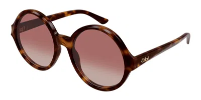 Chloé Ch0290s 003 Women's Sunglasses Tortoiseshell Size 57 In Brown