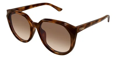 Chloé Ch0291sk Asian Fit 003 Women's Sunglasses Tortoiseshell Size 58 In Brown