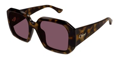 Chloé Ch0300s Asian Fit 002 Women's Sunglasses Tortoiseshell Size 54 In Multi