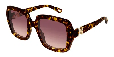 Chloé Ch0301s 002 Women's Sunglasses Tortoiseshell Size 52 In Brown