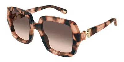 Chloé Ch0301s 006 Women's Sunglasses Tortoiseshell Size 52 In Brown