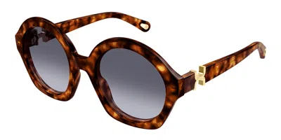 Chloé Ch0302s 002 Women's Sunglasses Tortoiseshell Size 53 In Brown