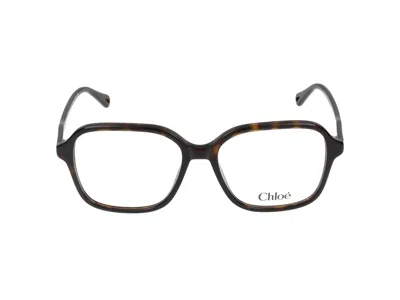 Chloé 太阳镜  Ch0313 O 002 Havana 哈瓦那 Transpa /16/140 In Brown