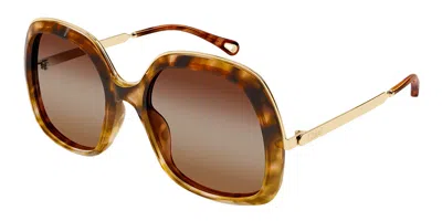 Chloé Ch0327s 002 Women's Sunglasses Tortoiseshell Size 56 In Brown