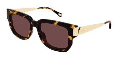 Chloé Ch0351s 003 Women's Sunglasses Tortoiseshell Size 54 In Brown