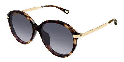 Chloé Ch0358sk Asian Fit 002 Women's Sunglasses Tortoiseshell Size 59 In Brown