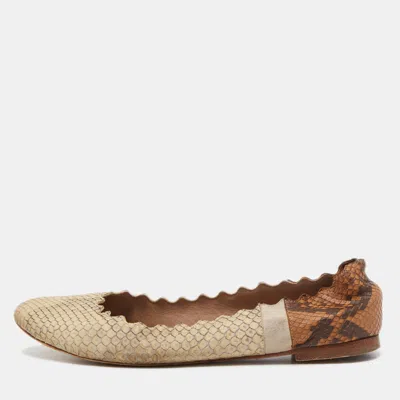 Pre-owned Chloé Cream/brown Python Scalloped Accent Ballet Flats Size 38