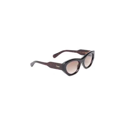 Chloé Dark Havana Sunglasses In Grey