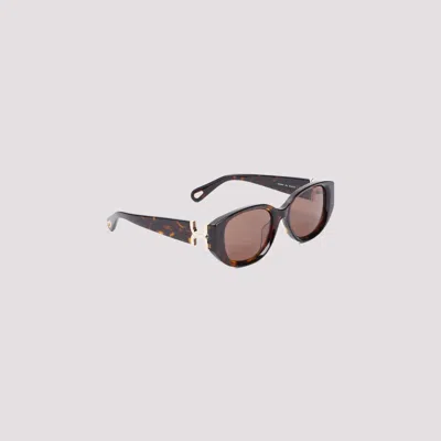 Chloé Havana Sunglasses For Women In Brown