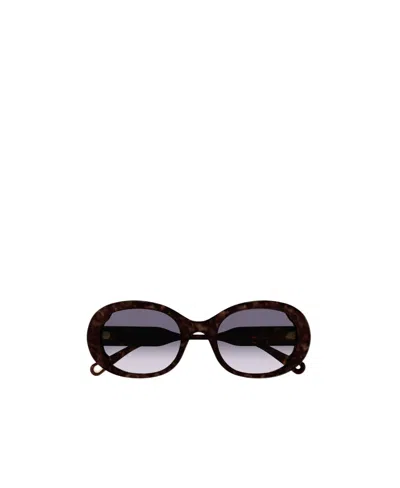 Chloé Havana Oval-frame Sunglasses In Black