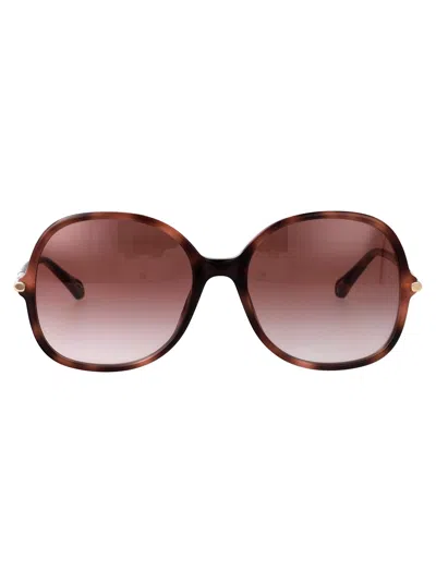 Chloé Havana-havana-red Acetate Sunglasses In Metallic