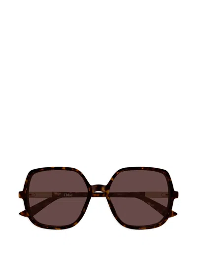 Chloé Chloe Oversized Brown Lens Geometrical Acetate Sunglasses