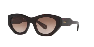 Chloé Woman Sunglass Ch0220s In Brown