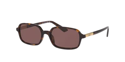 Chloé Multicolor Acetate Judy Sunglasses In Brown