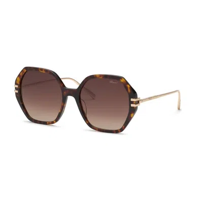 Chopard Titanium Havana Scura Sunglasses