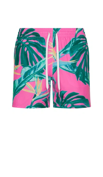 Chubbies The Birds Of Paradise 5.5 Swim Short In 艳丽粉