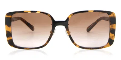 Coach Hc8375 Ch562 Asian Fit 512013 Women's Sunglasses Tortoiseshell Size 56 In Brown