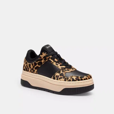 Coach Outlet Platform Sneaker With Leopard Print In Brown