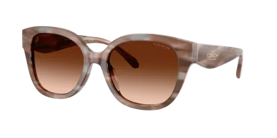 Coach Woman Sunglass Hc8438u Cby94 In Brown