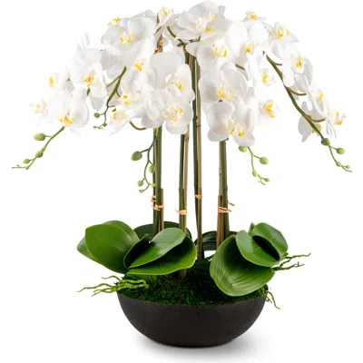 Cocobella Abella Realtouch Orchid Arrangement In Multi