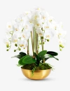 Cocobella Abigail Gold Realtouch Orchid In Gold, White, Green