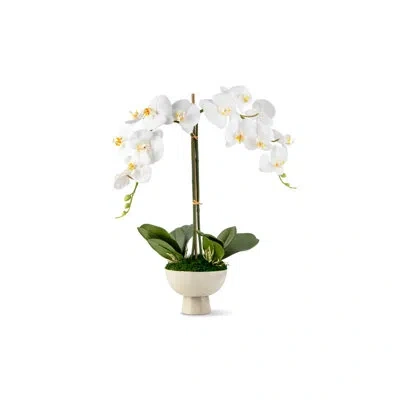 Cocobella Anne Realtouch Orchid Arrangement In White