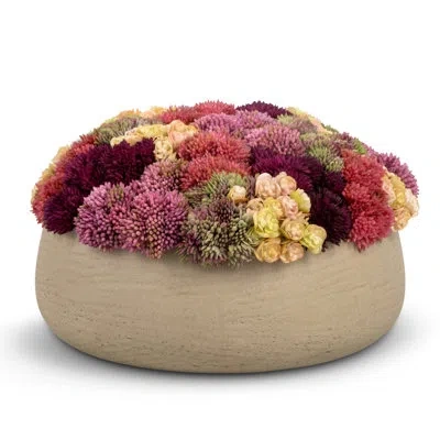 Cocobella Ariane Sedum Arrangement In Ash