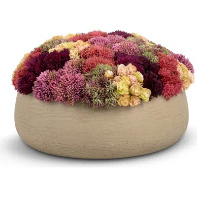 Cocobella Ariane Sedum Arrangement In Multi