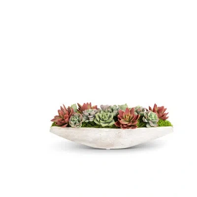 Cocobella Asti Succulent Cement Arrangement In Green