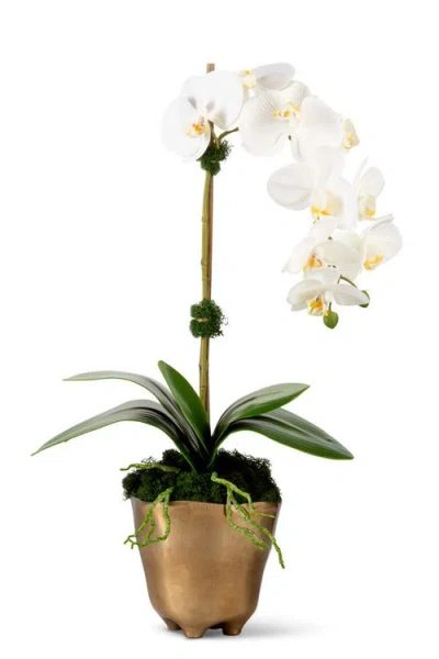 Cocobella Axel Realtouch Orchid Arrangement In Snow